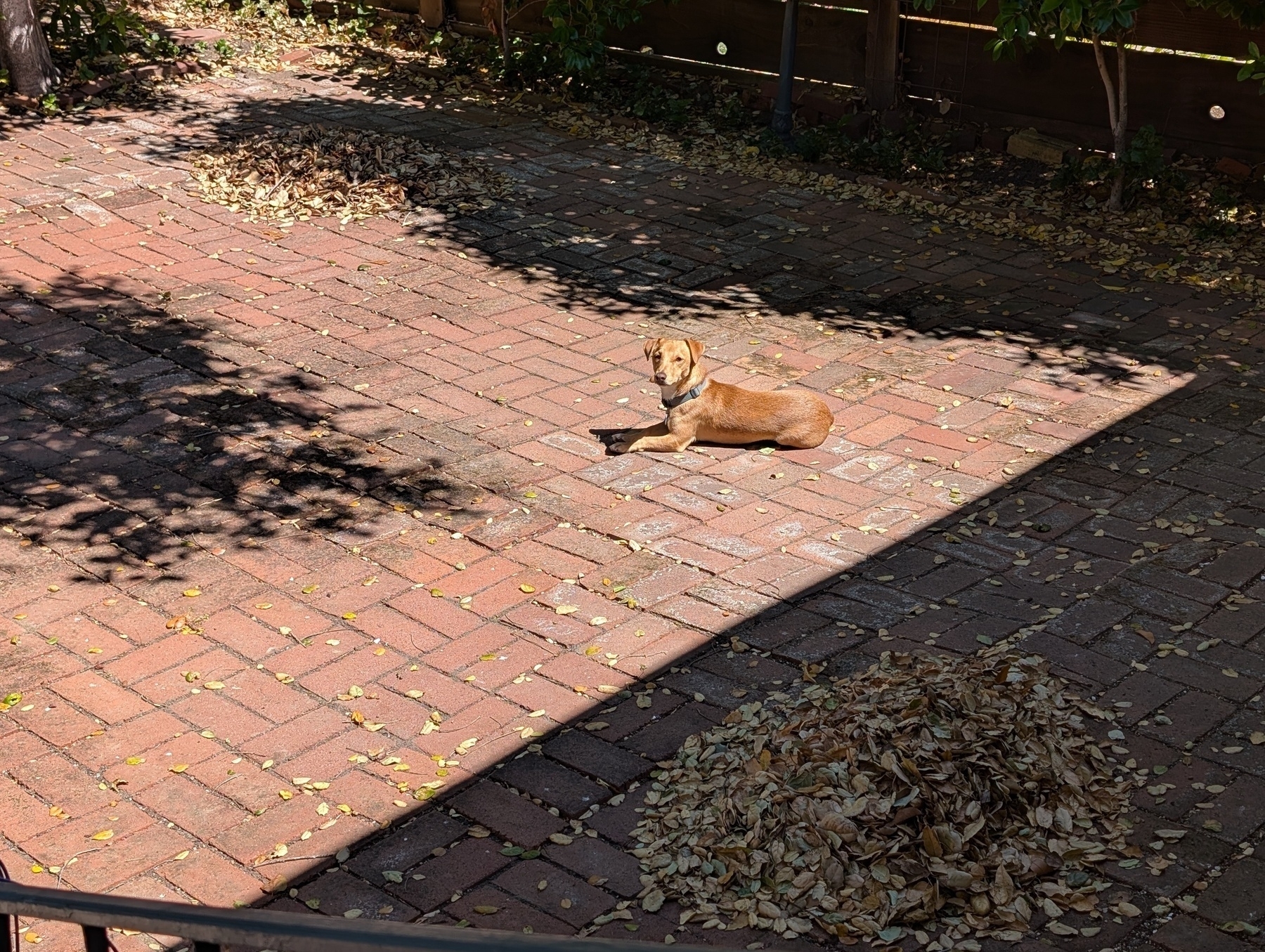 A dog is lying in a sunlit area on a brick patio surrounded by leafy shadows.