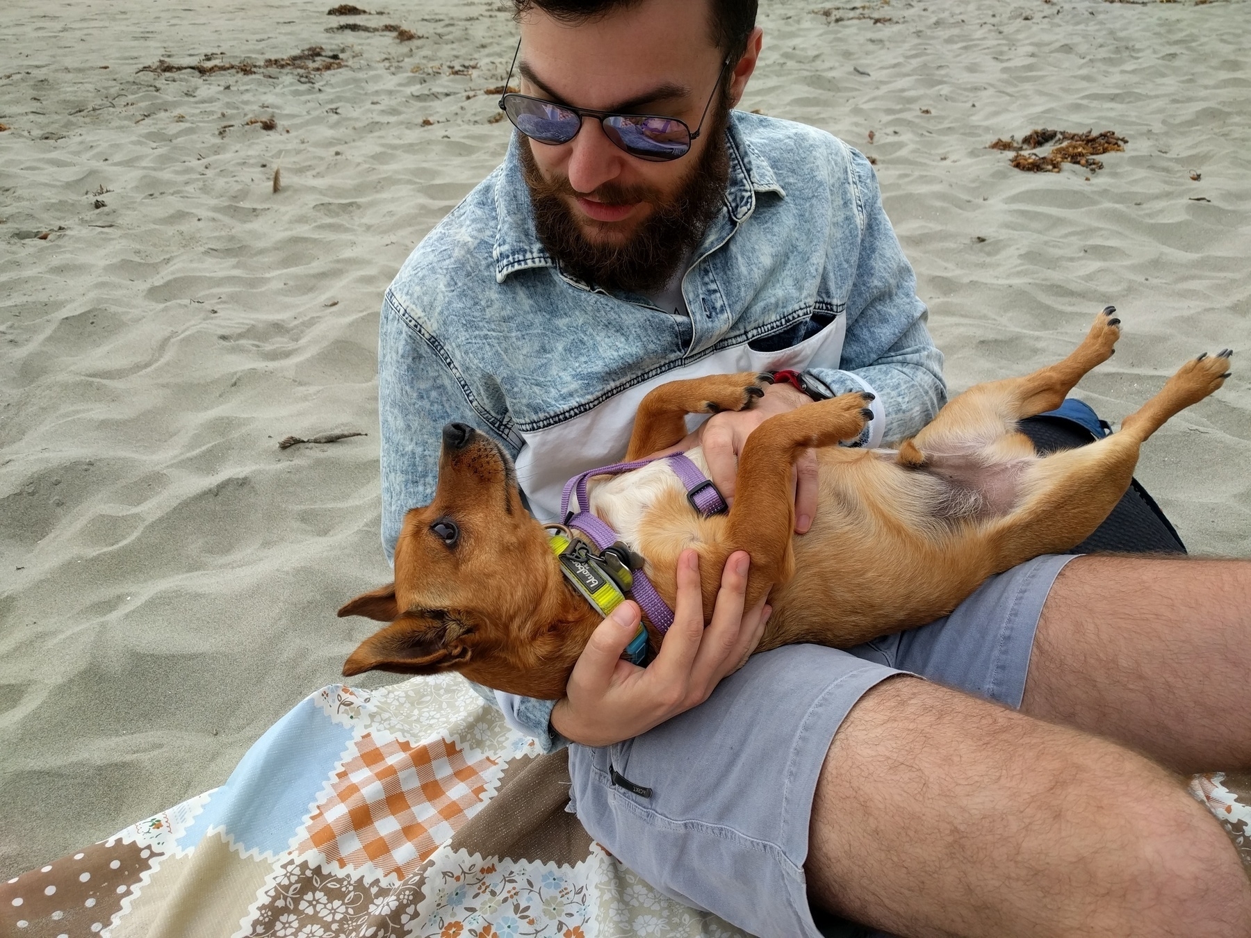 A bearded man wearing sunglasses is holding a small dog on his lap while sitting on a sand-covered patchwork blanket at the beach.