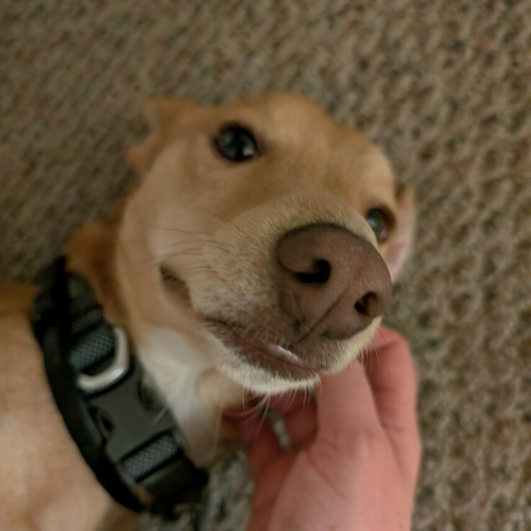 A small dog with a black collar is lying on a carpet, enjoying a gentle chin scratch.