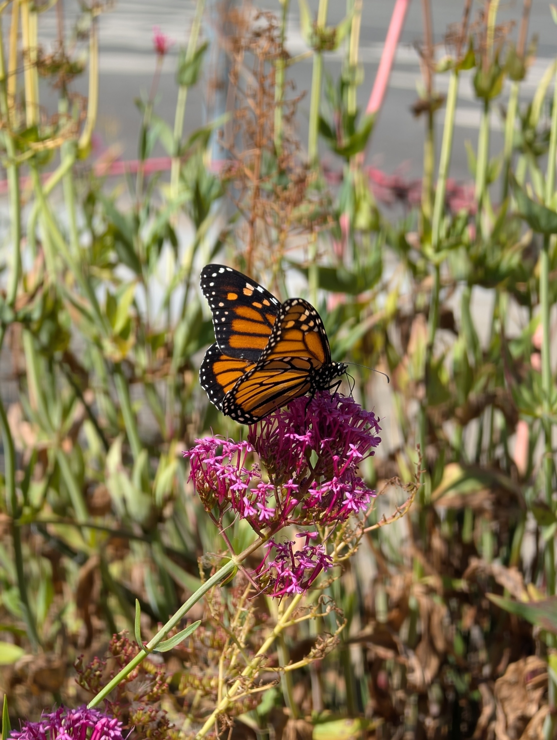 A vibrant monarch butterfly rests on pink flowers amidst lush greenery.