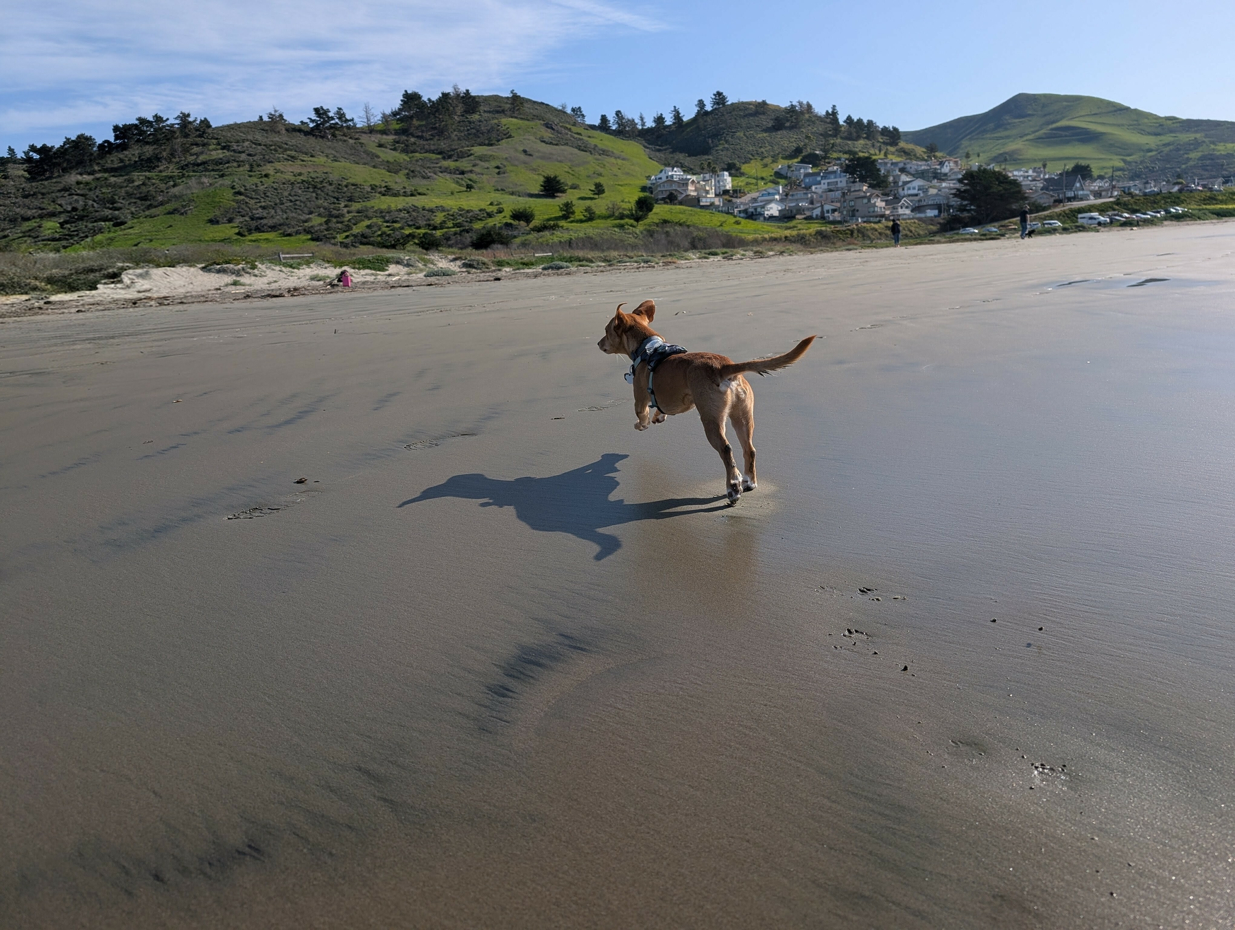 A dog is joyfully running on a sandy beach with hills and trees in the background.