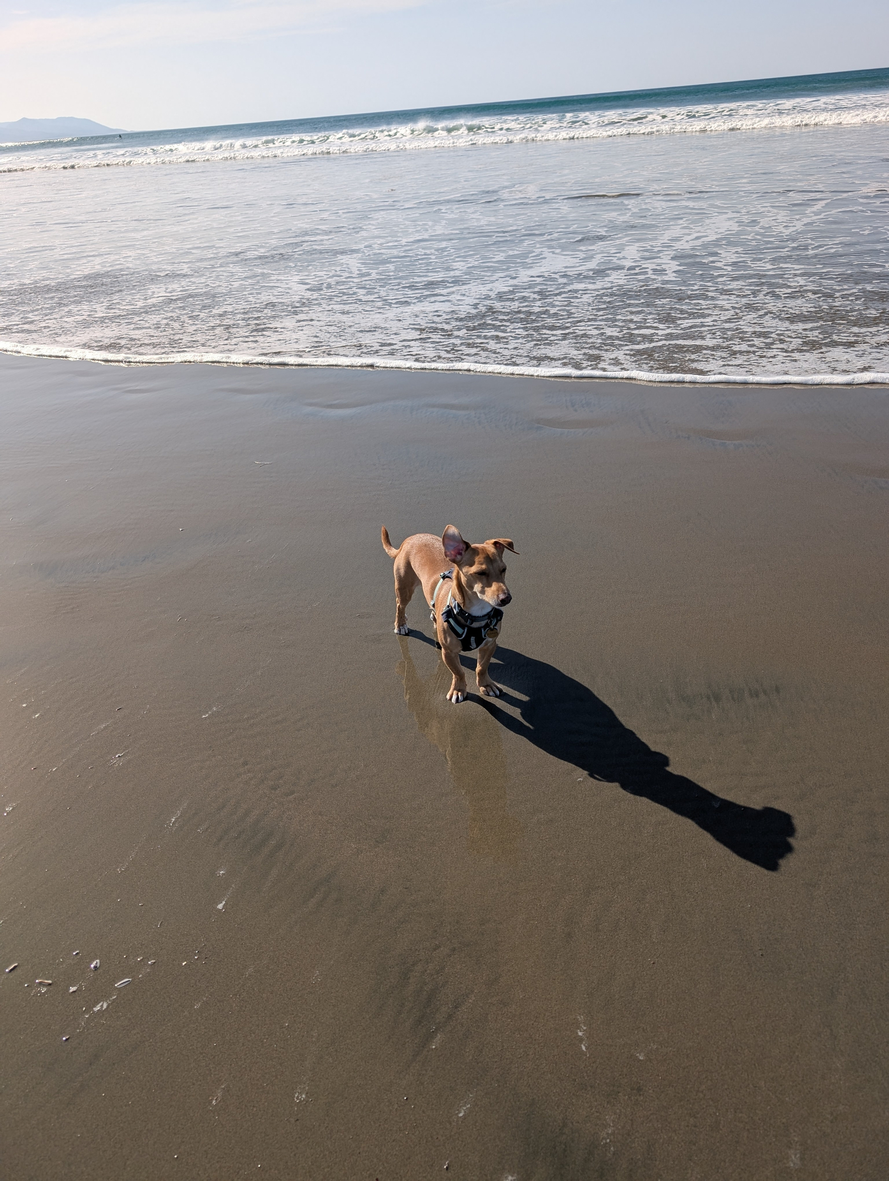 A dog wearing a harness stands on a sandy beach with gentle ocean waves in the background.